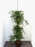 Foto van Ficus lingua ³pp 160 cm via burobloemen