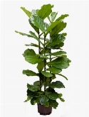 Foto van Ficus lyrata ³pp 150 cm via burobloemen