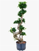 Ficus microcarpa compacta s-type bonsai (100) 130 cm  burobloemen