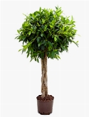 Foto van Ficus nitida stam gevl. 125 cm via burobloemen