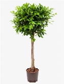 Foto van Ficus nitida stam 130 cm via burobloemen
