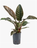 Philodendron imperial red 40 cm  burobloemen