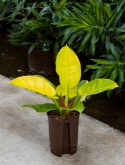 Philodendron lemon mandjari 40 cm  burobloemen