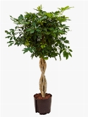Foto van Schefflera arboricola stam gevl. 120 cm via burobloemen