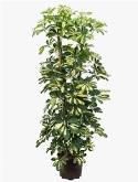 Schefflera gold capella 4pp 120 cm  burobloemen