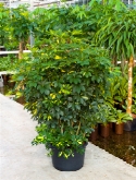Foto van Schefflera gold capella bush 170 cm via burobloemen