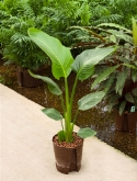 Strelitzia nicolai 210 cm  burobloemen
