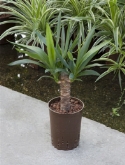Yucca ³0 60 cm  burobloemen