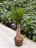 Yucca bigfoot (80) 150 cm  burobloemen