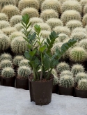 Foto van Zamioculcas zamiifolia 45 cm via burobloemen