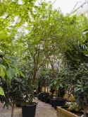 Acasia farnesiana stam vertakt 475 cm  burobloemen