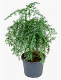 Foto van Araucaria cunninghamii bonsai (60-70) 70 cm via burobloemen