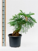 Foto van Araucaria cunninghamii bonsai 90 cm via burobloemen