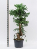 Foto van Araucaria cunninghamii bonsai (170-180) 170 cm via burobloemen