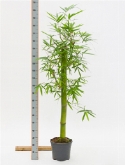 Foto van Bambusa groen stam (120-1³0) 200 cm via burobloemen