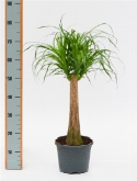 Beaucarnea recurvata stam (40) 75 cm  burobloemen