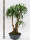 Beaucarnea recurvata vertakt (120) 190 cm  burobloemen