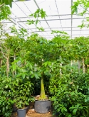 Bombax glabra stam vertakt 400 cm  burobloemen