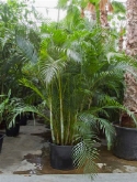 Foto van Areca (chrysalidoc.) lutescens bush (³25-³50) 325 cm via burobloemen