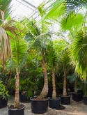 Cocos nucifera stam (³25) 750 cm  burobloemen