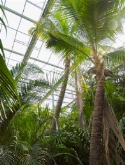Cocos nucifera stam (650) 900 cm  burobloemen