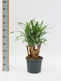 Foto van Dracaena deremensis vertakt 50 cm via burobloemen