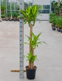 Dracaena massangeana 120-60-³0 170 cm  burobloemen