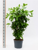 Dracaena pubescens bush (140-150) 150 cm  burobloemen