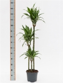 Dracaena ulises 90-60-³0 100 cm  burobloemen