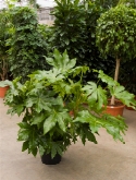 Fatsia japonica toef 100 cm  burobloemen