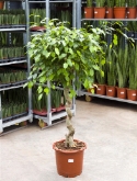 Ficus benjamina stam kurk 140 cm  burobloemen