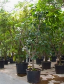 Ficus benghalensis stam (400-500) 500 cm  burobloemen