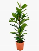 Foto van Ficus cyathistipula toef 110 cm via burobloemen