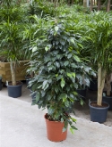 Ficus danielle toef 150 cm  burobloemen