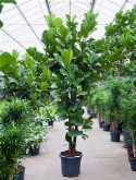Foto van Ficus lyrata multi stam 300 cm via burobloemen