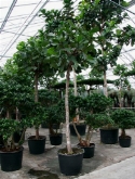 Foto van Ficus lyrata stam 400 cm via burobloemen