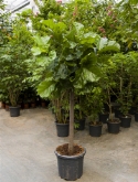 Foto van Ficus lyrata stam (220-250) 250 cm via burobloemen