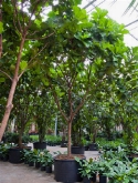 Ficus lyrata stam vertakt 600 cm  burobloemen