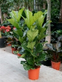 Ficus lyrata toef ³pp 110 cm  burobloemen
