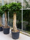 Ficus microcarpa compacta stam extra 180 cm  burobloemen