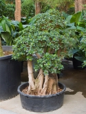 Foto van Ficus panda bonsai (160-170) 160 cm via burobloemen