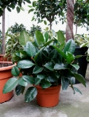 Foto van Ficus robusta bush 85 cm via burobloemen