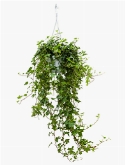 Hedera helix pittsburgh hanger groen 80 cm  burobloemen