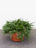 Humata teyermanii bush 60 cm  burobloemen