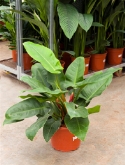 Foto van Philodendron imperial green 60 cm via burobloemen