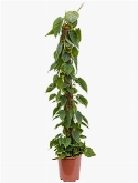 Foto van Philodendron scandens mosstok 150 150 cm via burobloemen