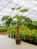 Philodendron selloum stam (90-120) 260 cm  burobloemen