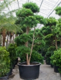 Podocarpus macrophyllus vertakt|bonsai (³75-425) 400 cm  burobloemen