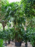 Foto van Rhapis excelsa bush (450-500) 475 cm via burobloemen
