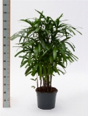 Foto van Rhapis excelsa bush (120-140) 130 cm via burobloemen